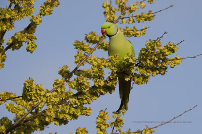 Rosy-ringed parakeet- Psittacula krameri