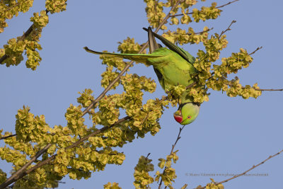Rosy-ringed parakeet- Psittacula krameri