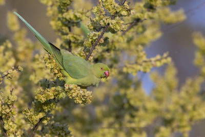 Rosy-ringed parakeet- Psittacula krameri