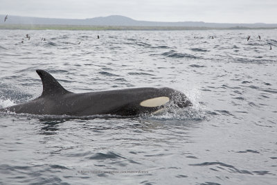 Killer whale - Orcinus orca