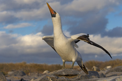 Nazca Booby - Sula granti