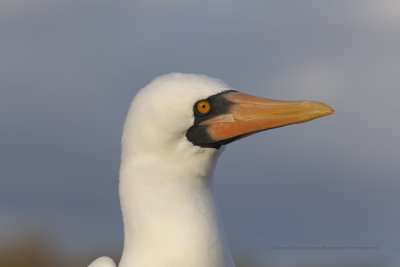 Nazca Booby - Sula granti