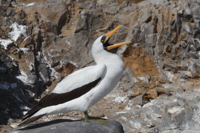 Nazca Booby - Sula granti