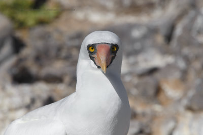 Nazca Booby - Sula granti