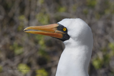 Nazca Booby - Sula granti