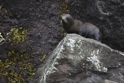 Galapagos Fur-seal - Arctocephalus galapagoensis