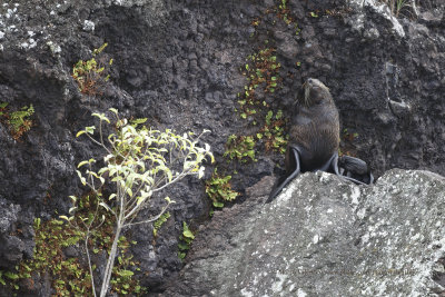 Galapagos Fur-seal - Arctocephalus galapagoensis