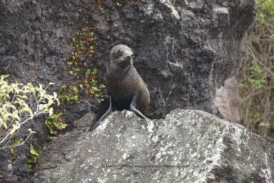 Galapagos Fur-seal - Arctocephalus galapagoensis