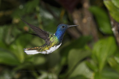 White-necked Jacobin - Florisuga mellivora