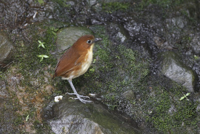 Yellow-breasted Antpitta - Grallaria flavotincta