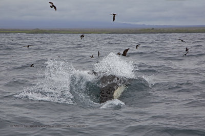 Killer whale - Orcinus orca