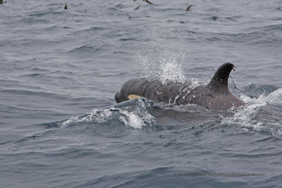 Killer whale - Orcinus orca