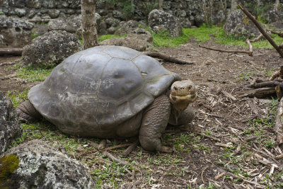 Galapagos Giant Tortoise - Chelonoidis nigra