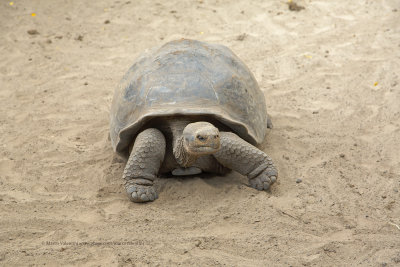 Galapagos Giant Tortoise - Chelonoidis nigra