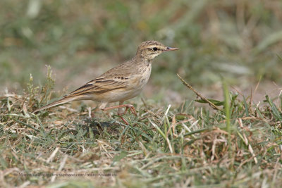 Tawny Pipit - Anthus campestris