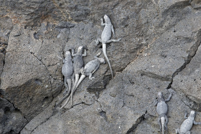 Marine iguana - Amblyrhynchus cristatus