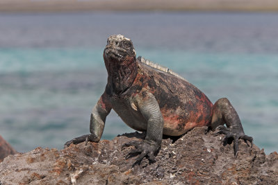 Marine iguana - Amblyrhynchus cristatus
