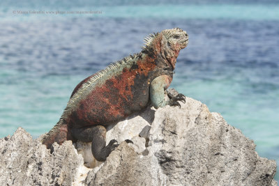 Marine iguana - Amblyrhynchus cristatus