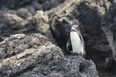 Galapagos Penguin - Spheniscus mendiculus