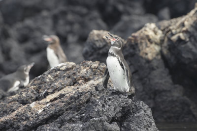 Galapagos Penguin - Spheniscus mendiculus