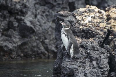 Galapagos Penguin - Spheniscus mendiculus