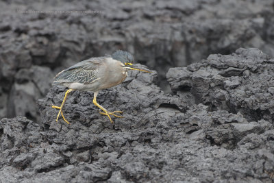 Striated heron - Butorides striatus sundevalli