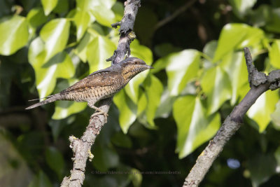 Wryneck - Jynx torquilla