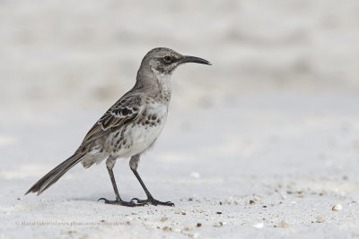 Espanola Mockingbird - Mimus macdonaldi