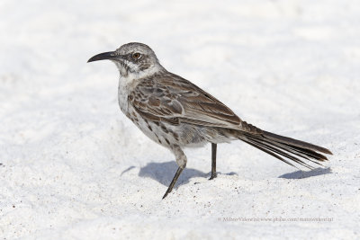 Espanola Mockingbird - Mimus macdonaldi