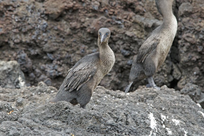 Flightless Cormorant - Phalacrocorax harrisi 