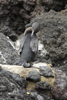 Flightless Cormorant - Phalacrocorax harrisi 