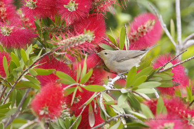 Garden warbler - Sylvia borin