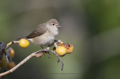 Garden warbler - Sylvia borin