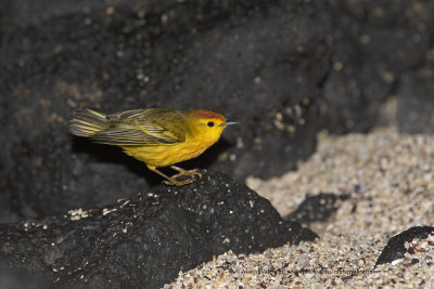 American Yellow Warbler - Dendroica petechia