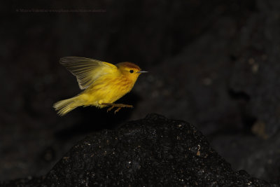 American Yellow Warbler - Dendroica petechia