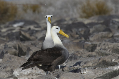 Waved Albatross - Diomedea irrorata