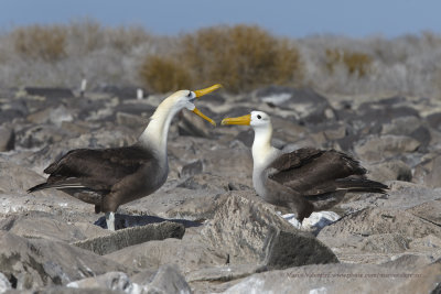 Waved Albatross - Diomedea irrorata
