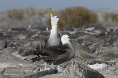 Waved Albatross - Diomedea irrorata