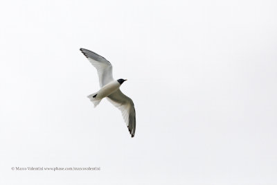 Sabine's Gull - Xema sabini