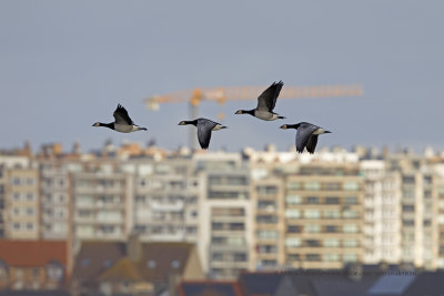 Barnacle goose - Branta leucopsis