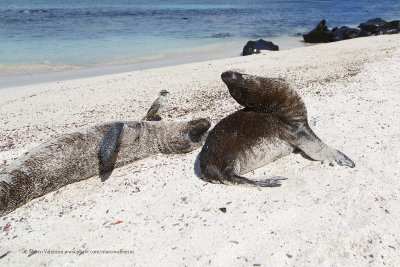 Galapagos Sea-lion - Zalophus wollebaeki