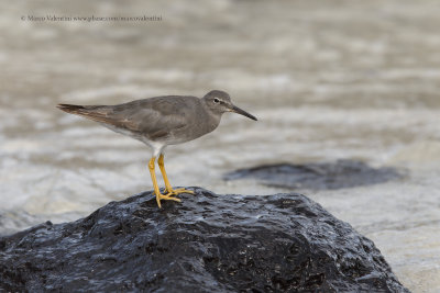 Wandering Tattler - Heteroscelus incanus