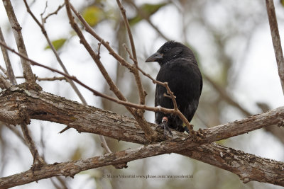 Common Cactus-finch - Geospiza scandens