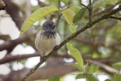 Large tree-finch - Camarhynchus psittacula