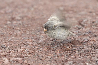 Small Ground-finch - Geospiza fuliginosa