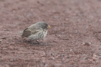 Small Ground-finch - Geospiza fuliginosa