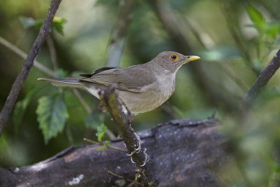 Ecuadorian Thrush - Turdus maculirostris