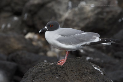 Swallow-tailed Gull - Creagrus furcatus