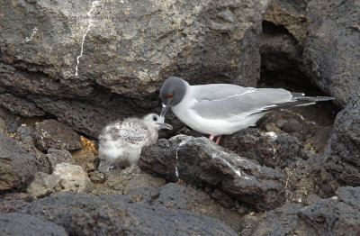 Swallow-tailed Gull - Creagrus furcatus