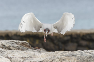 Swallow-tailed Gull - Creagrus furcatus